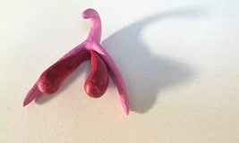  klitori